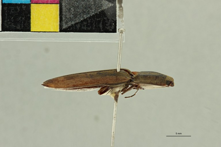 Conoderus alacer T L.jpg