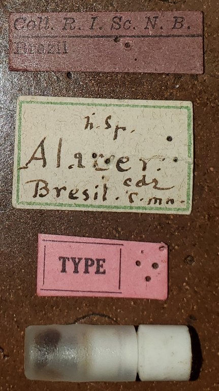 Conoderus alacer T Labels.jpg