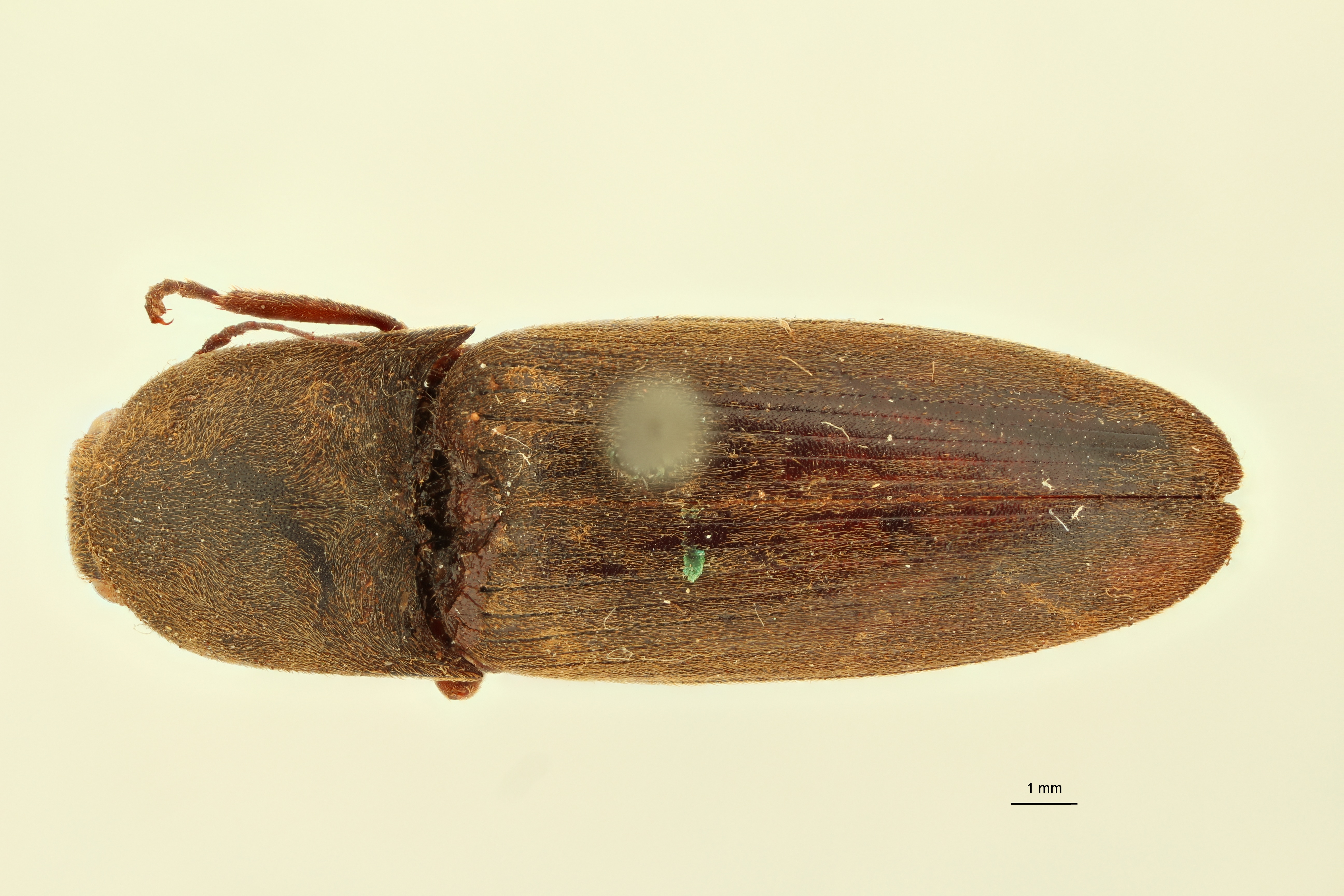 Conoderus aurulentus T D.jpg