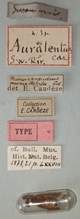 Conoderus aurulentus T Labels.jpg