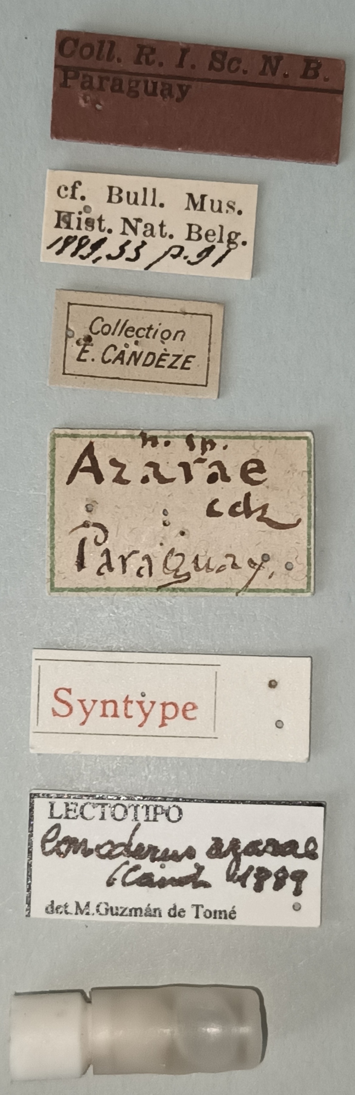 Conoderus azarae St Labels.jpg