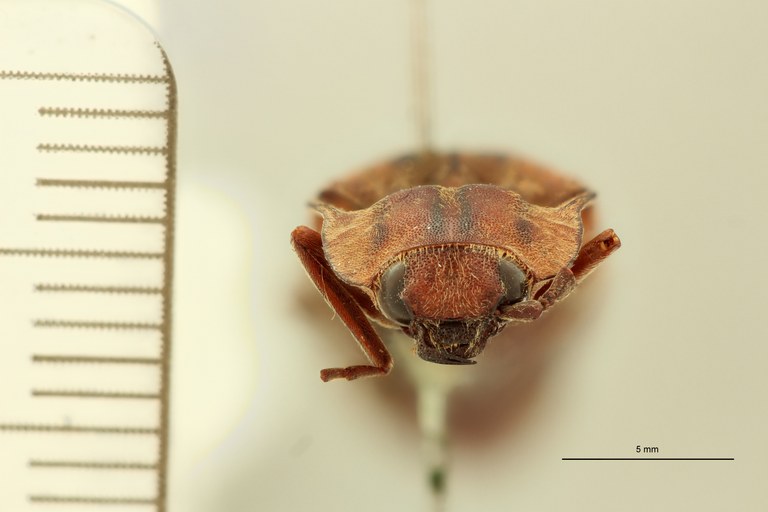 Conoderus calcaratus T F.jpg