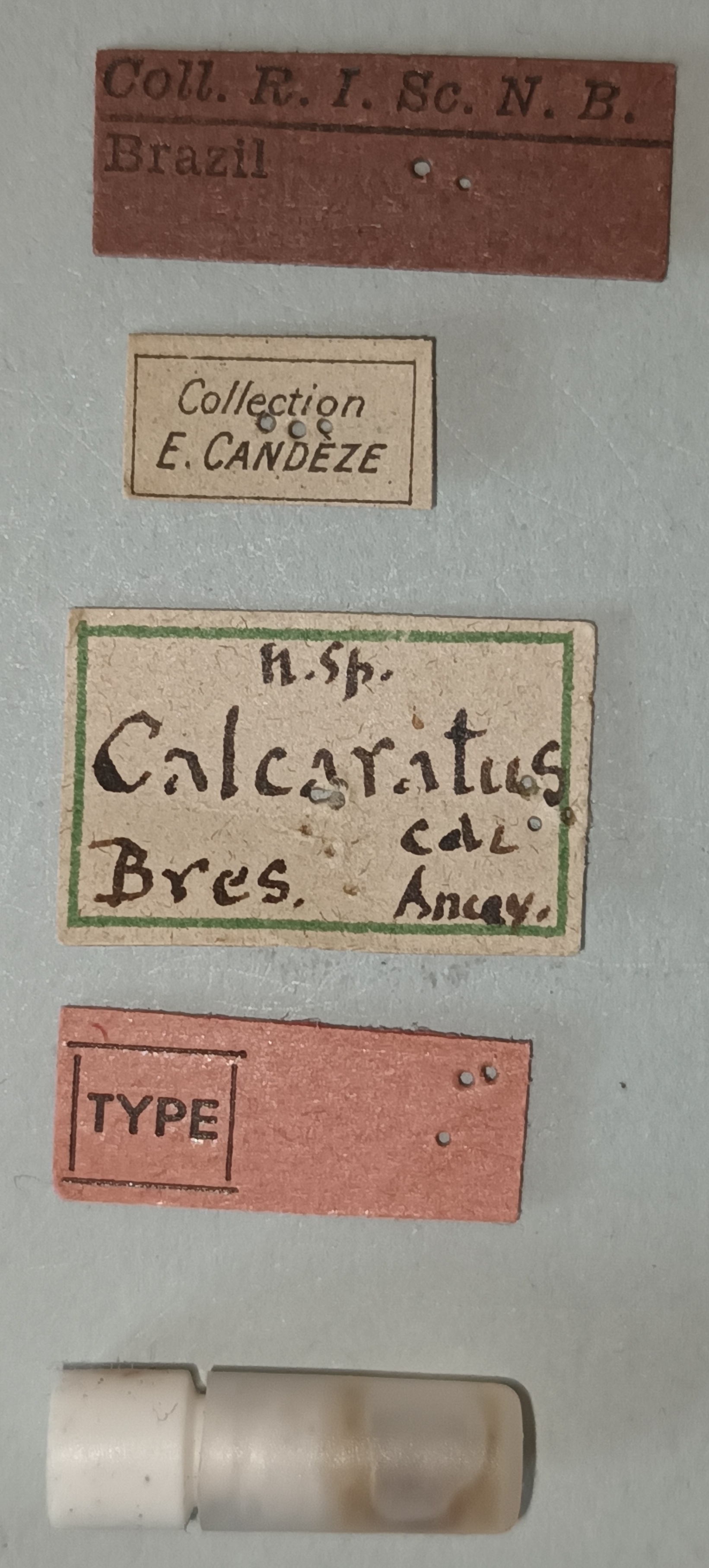 Conoderus calcaratus T Labels.jpg