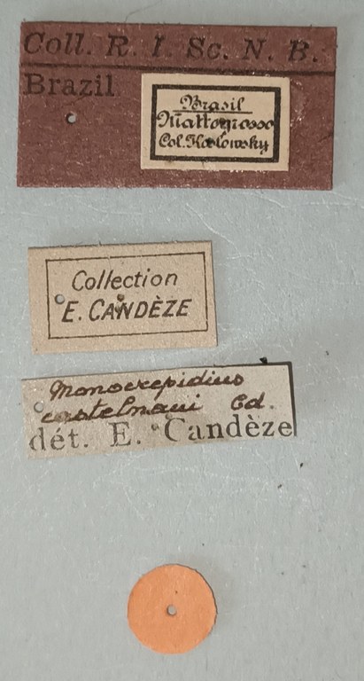 Conoderus castelnaui Pt Labels.jpg
