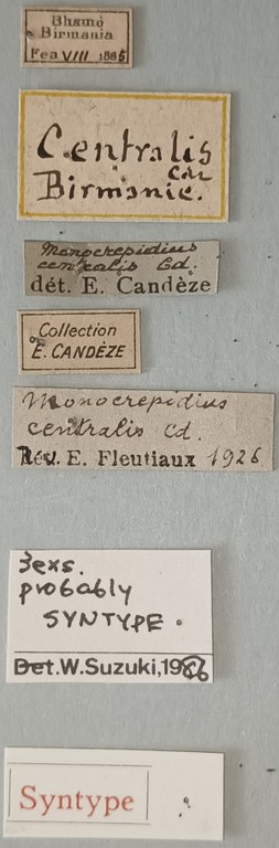 Conoderus centralis St Labels.jpg