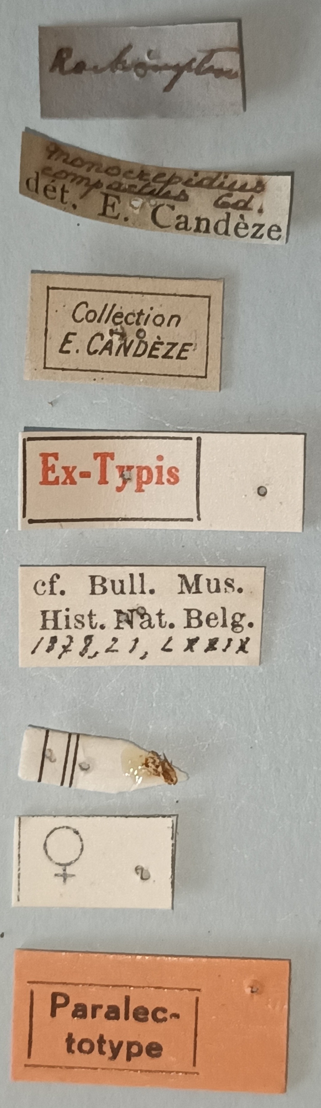 Conoderus compactus F Plt Labels.jpg