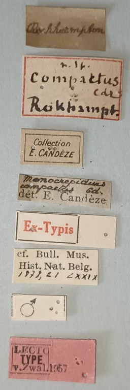 Conoderus compactus M Lt Labels.jpg