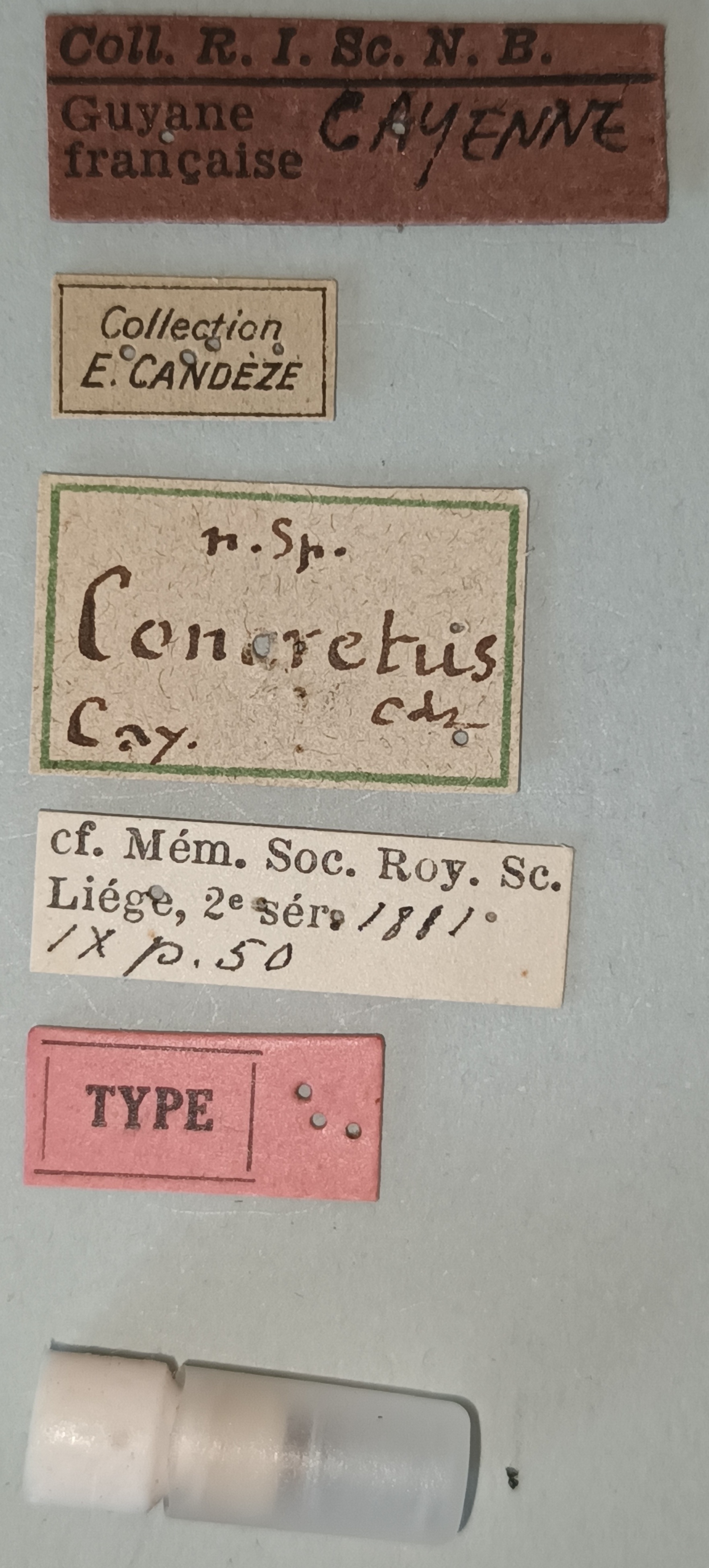 Conoderus concretus T Labels.jpg