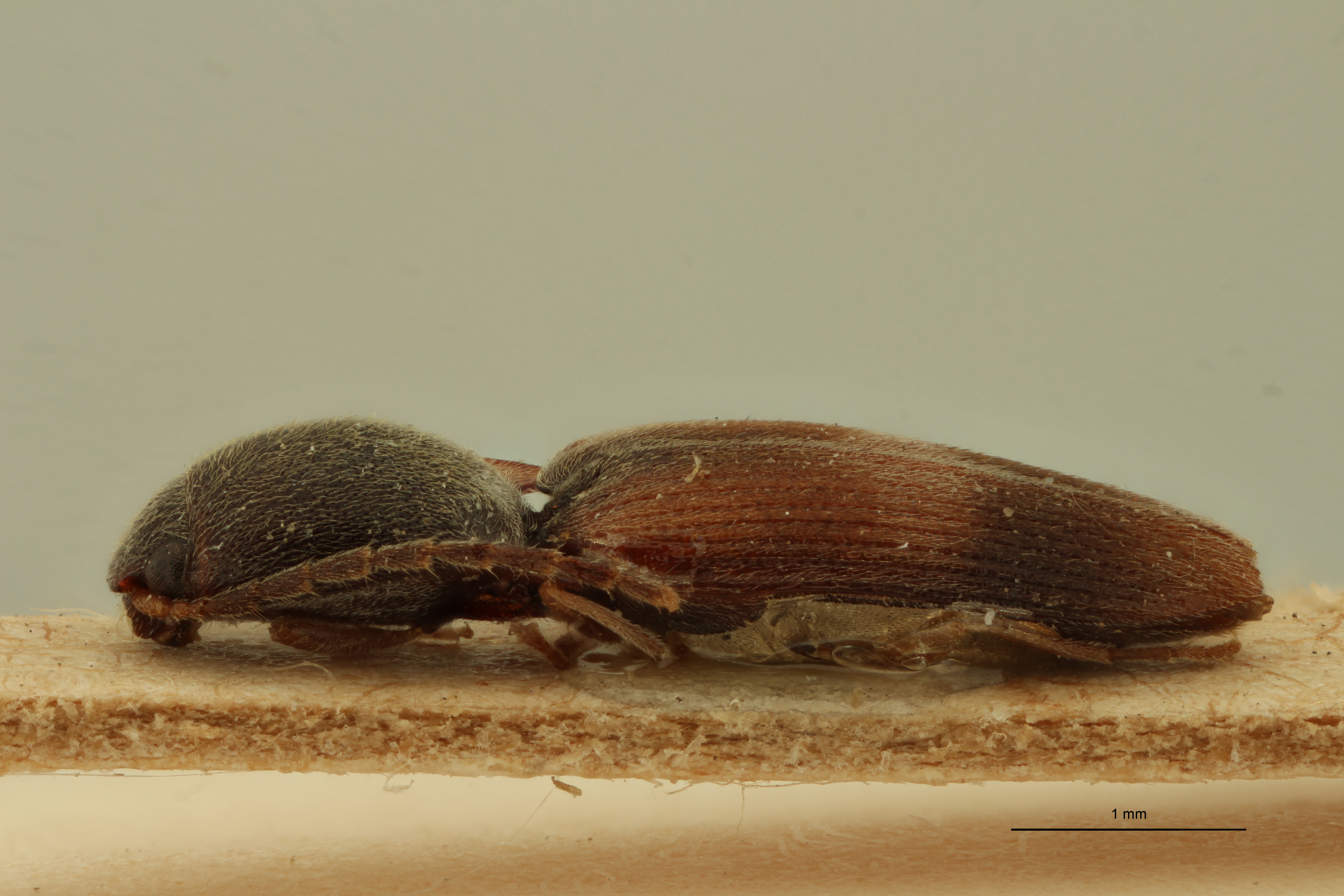 Conoderus evanescens M Plt L.jpg