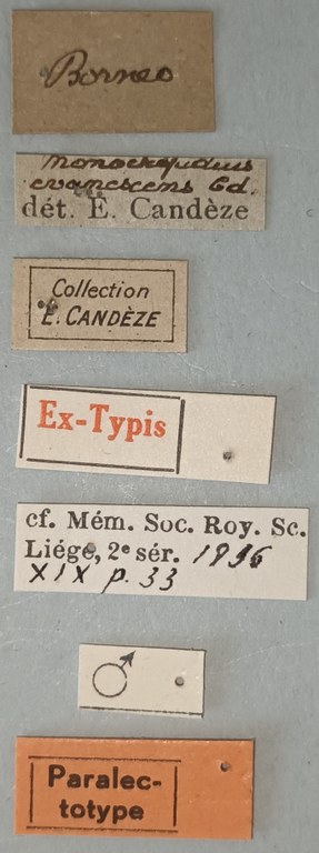 Conoderus evanescens M Plt Labels.jpg