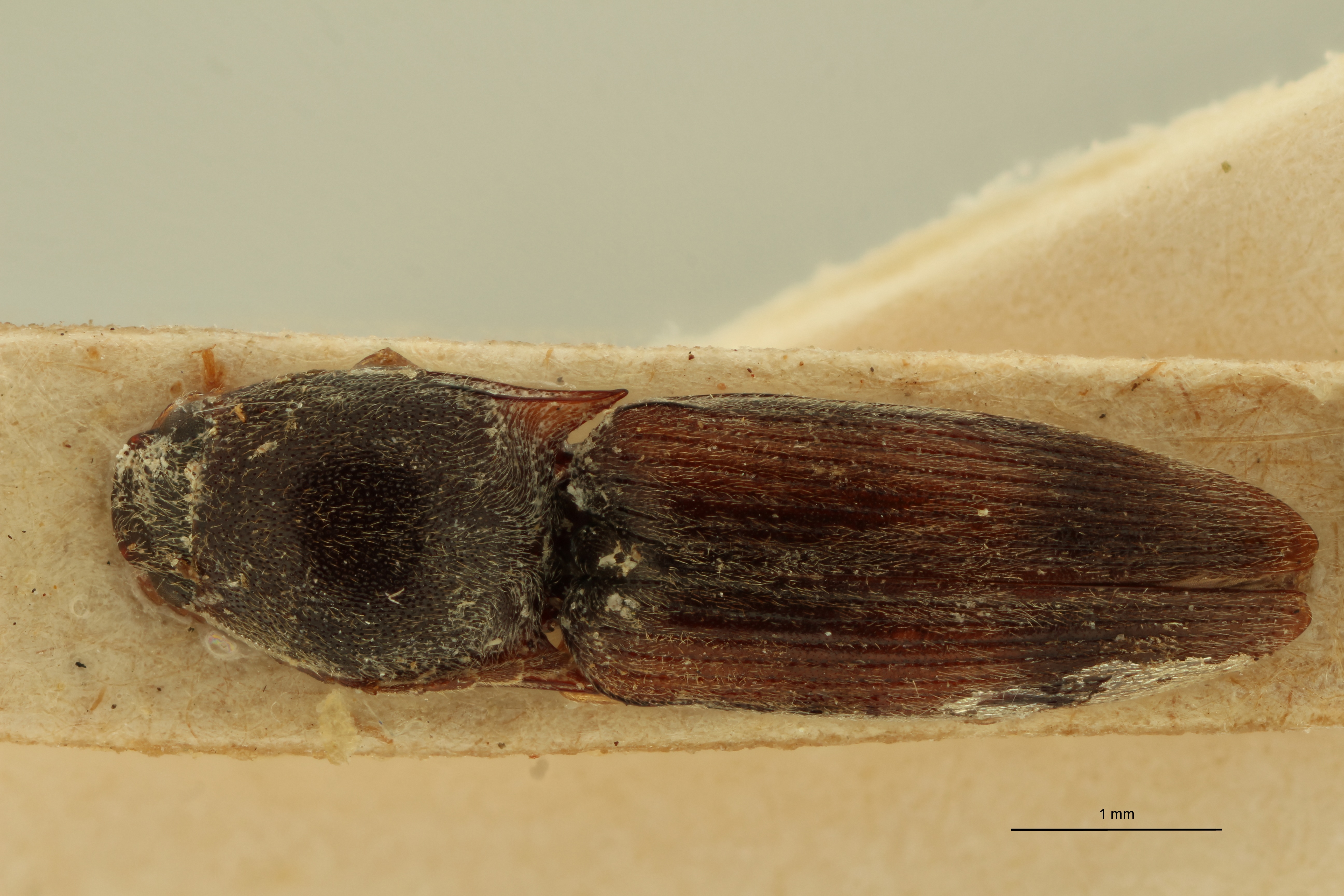 Conoderus evanescens F Lt D.jpg