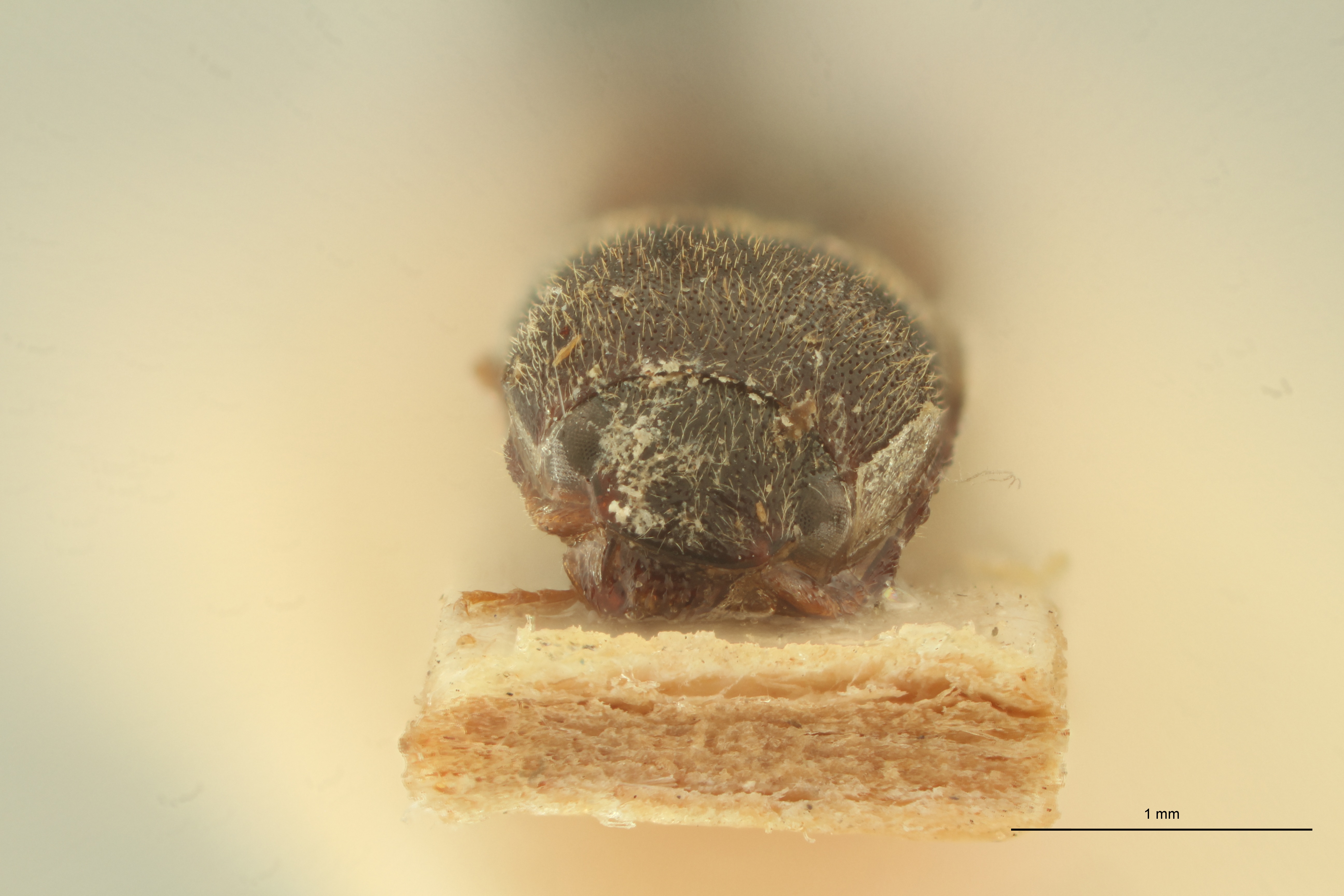 Conoderus evanescens F Lt F.jpg