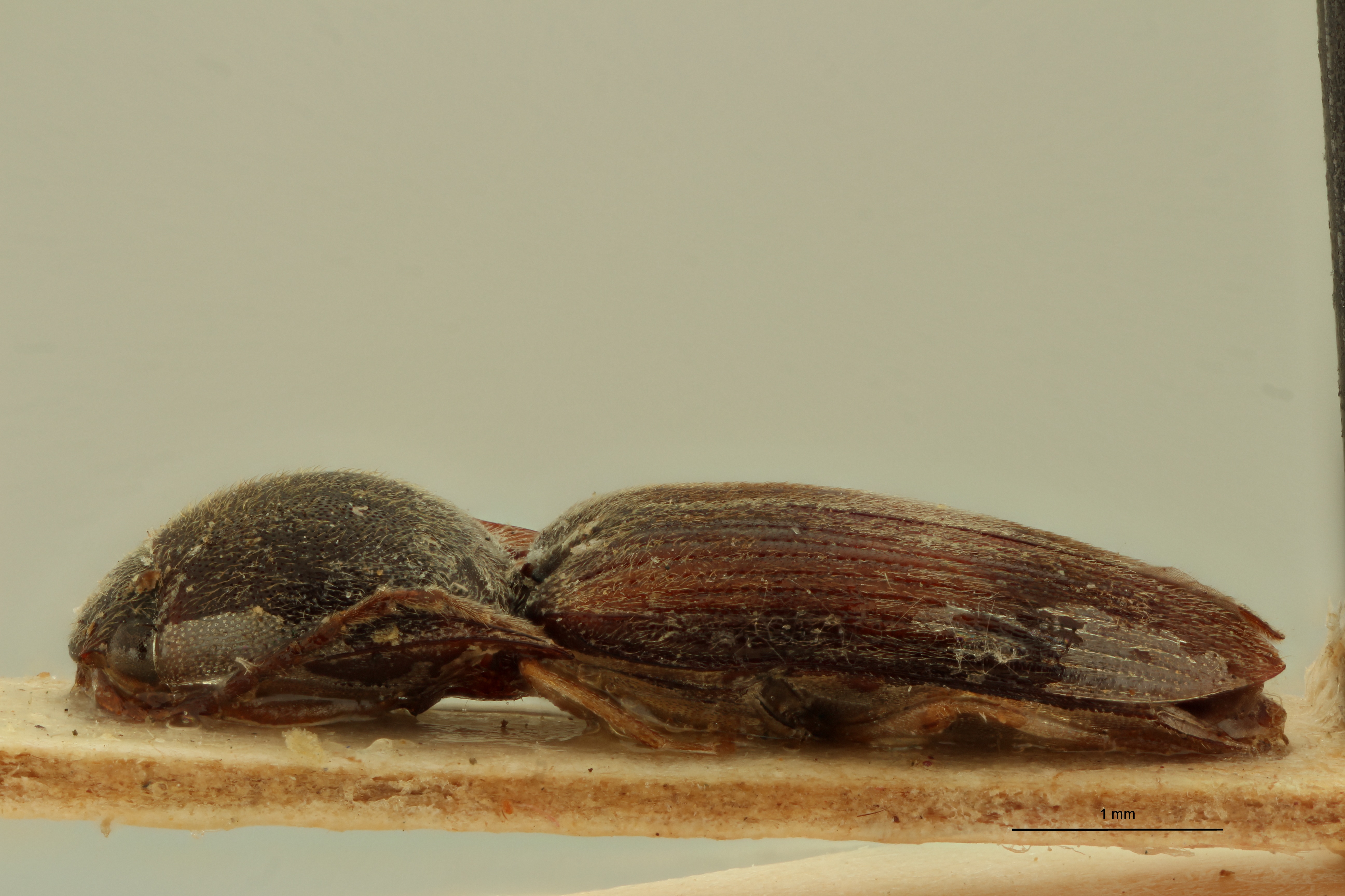 Conoderus evanescens F Lt L.jpg
