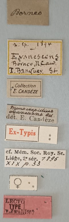 Conoderus evanescens F Lt Labels.jpg