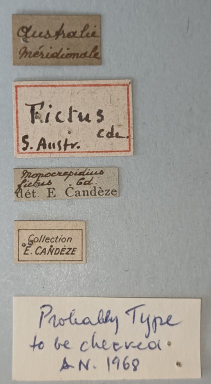 Conoderus fictus T Labels.jpg