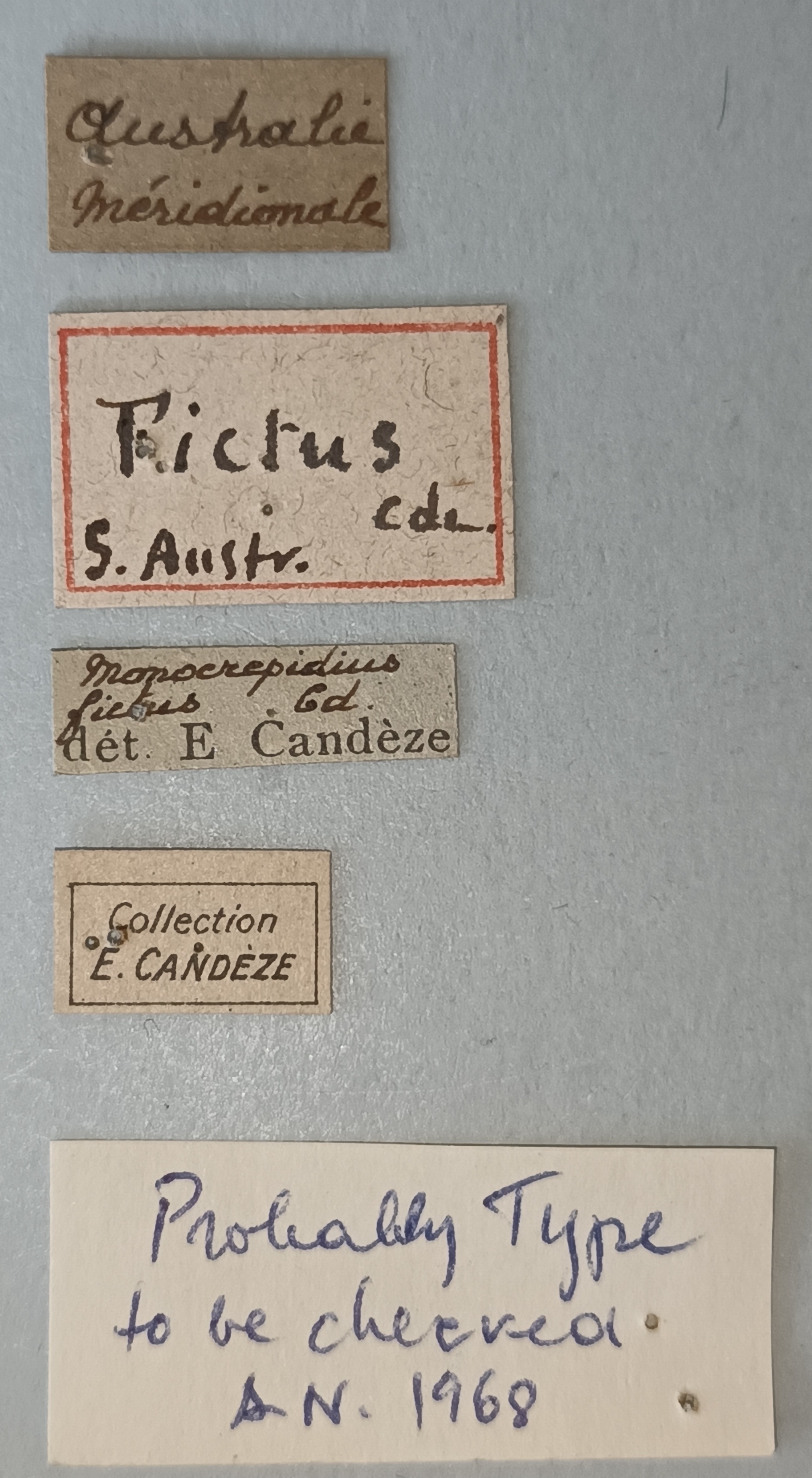 Conoderus fictus T Labels.jpg