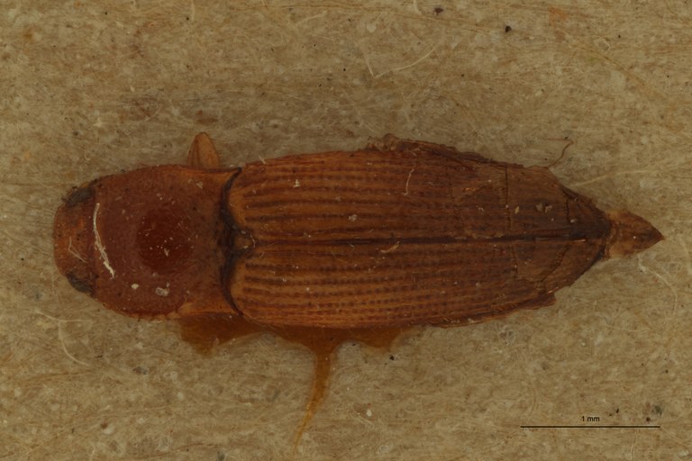 Conoderus flavidus Lt D.jpg