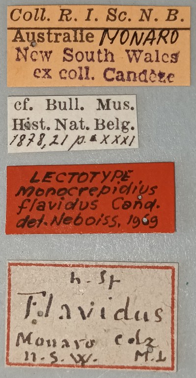 Conoderus flavidus Lt Labels.jpg