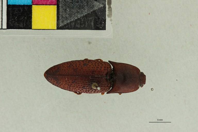 Conoderus fossulatus T D.jpg