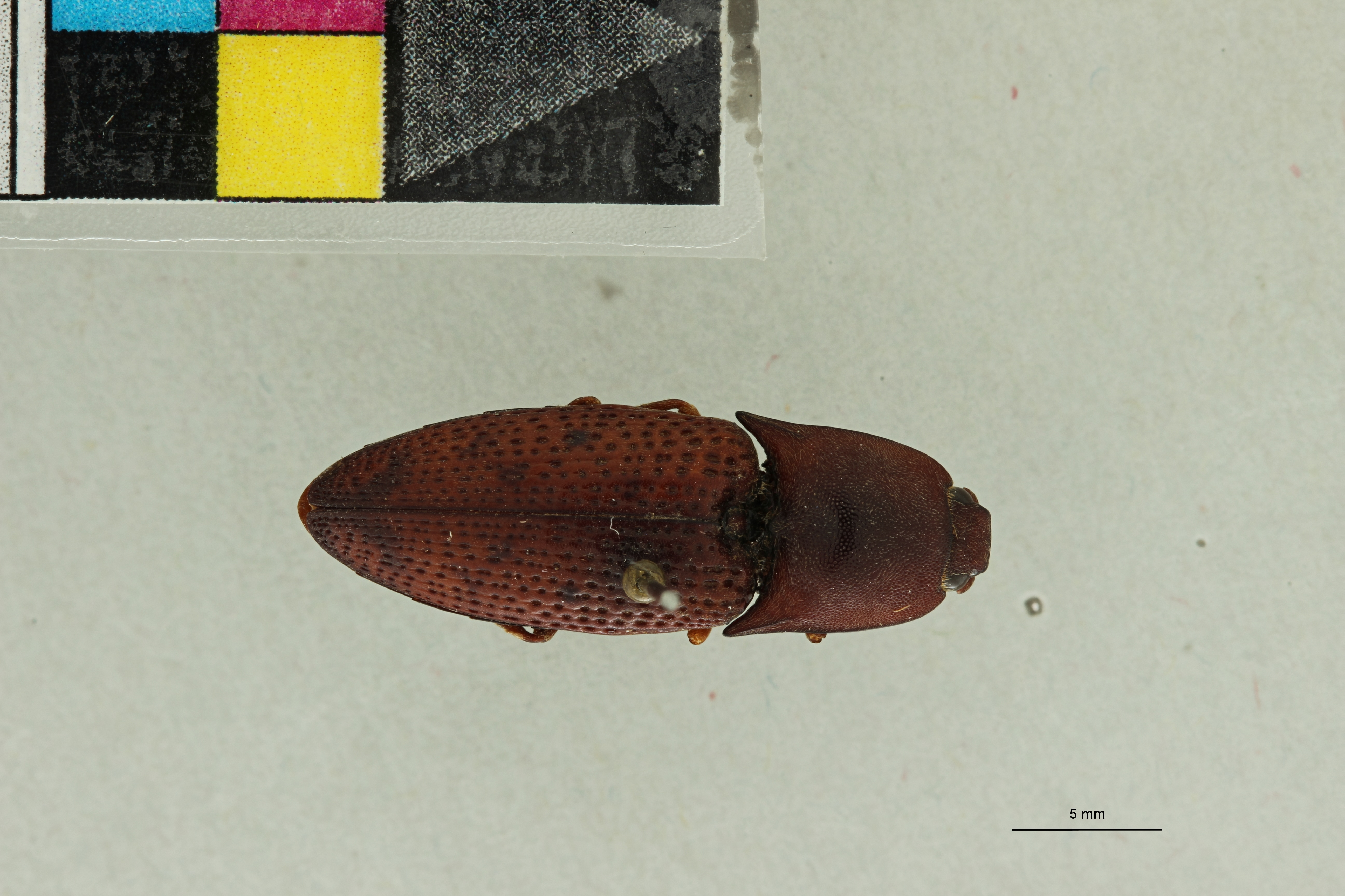 Conoderus fossulatus T D.jpg