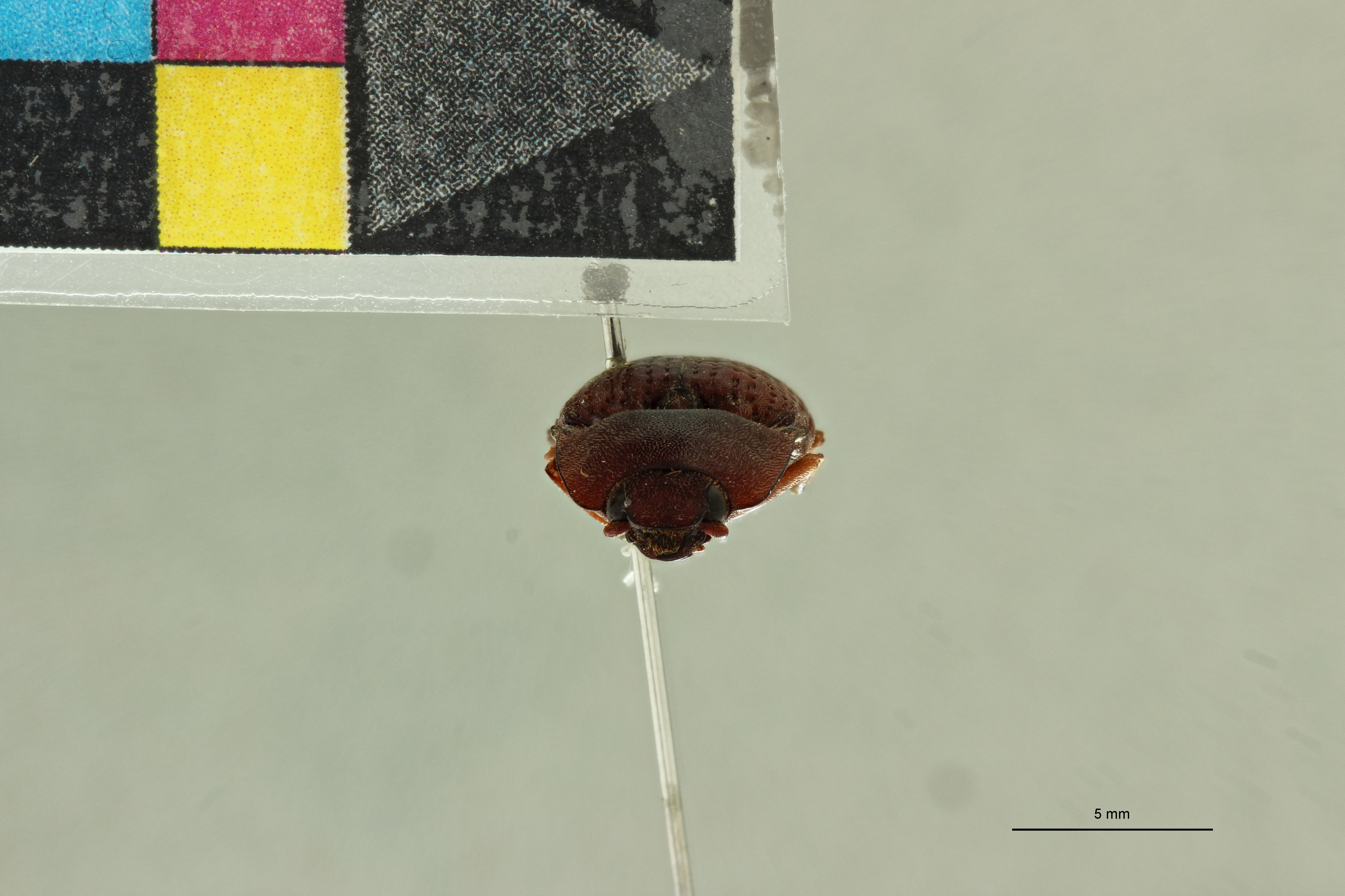 Conoderus fossulatus T F.jpg