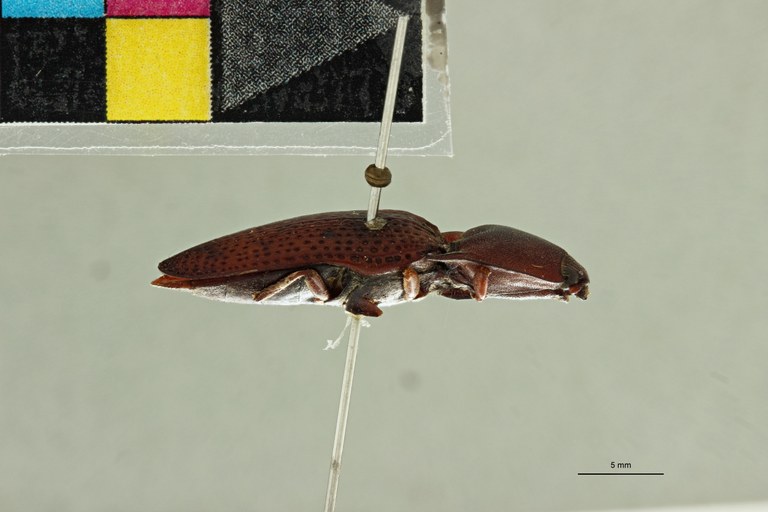 Conoderus fossulatus T L.jpg
