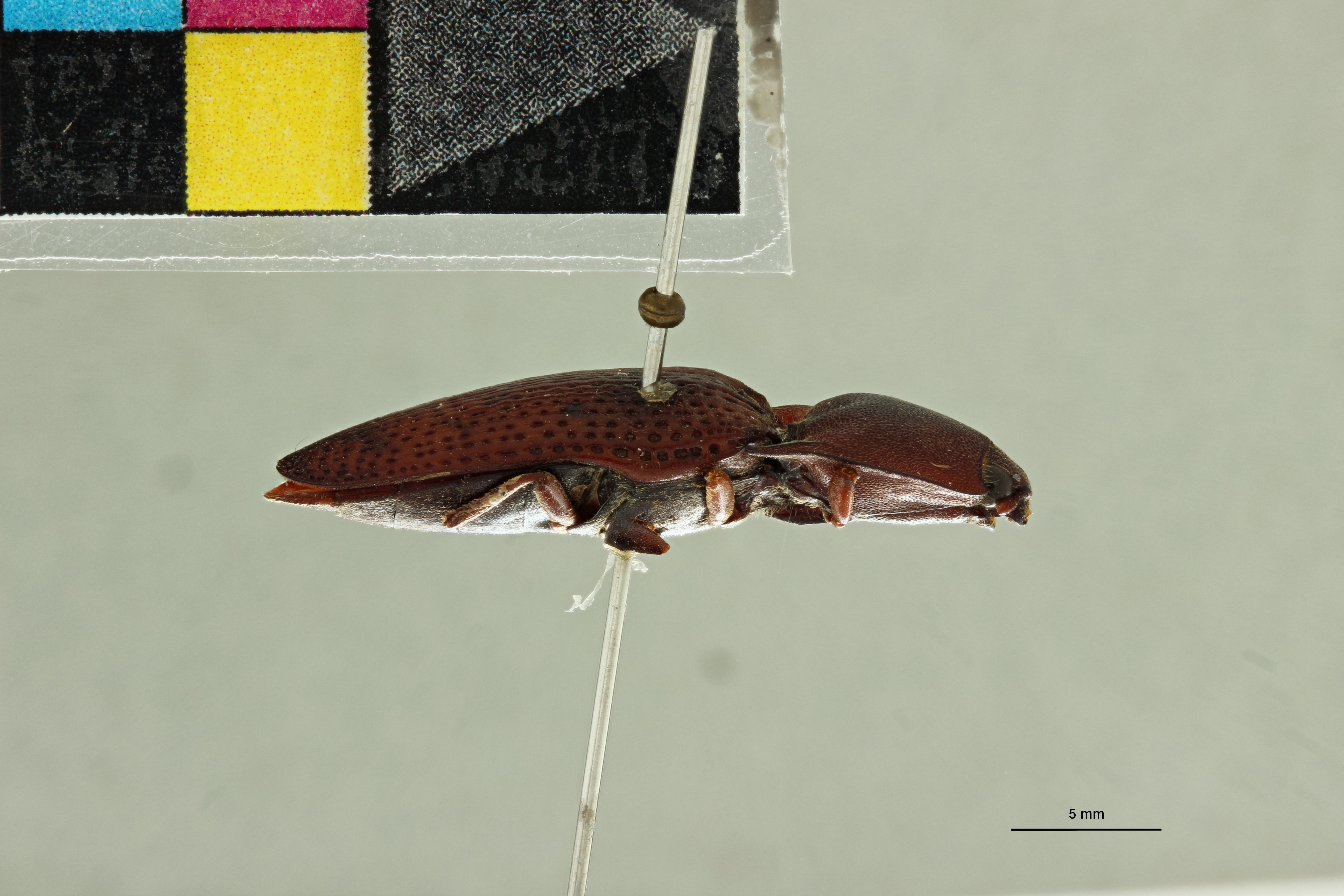 Conoderus fossulatus T L.jpg