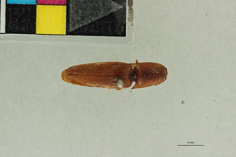Conoderus fulvus T D.jpg
