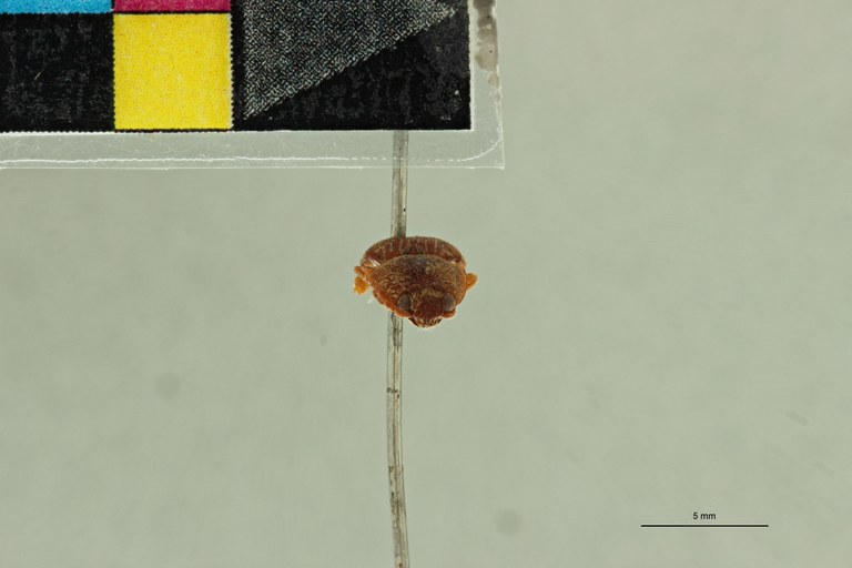 Conoderus fulvus T F.jpg