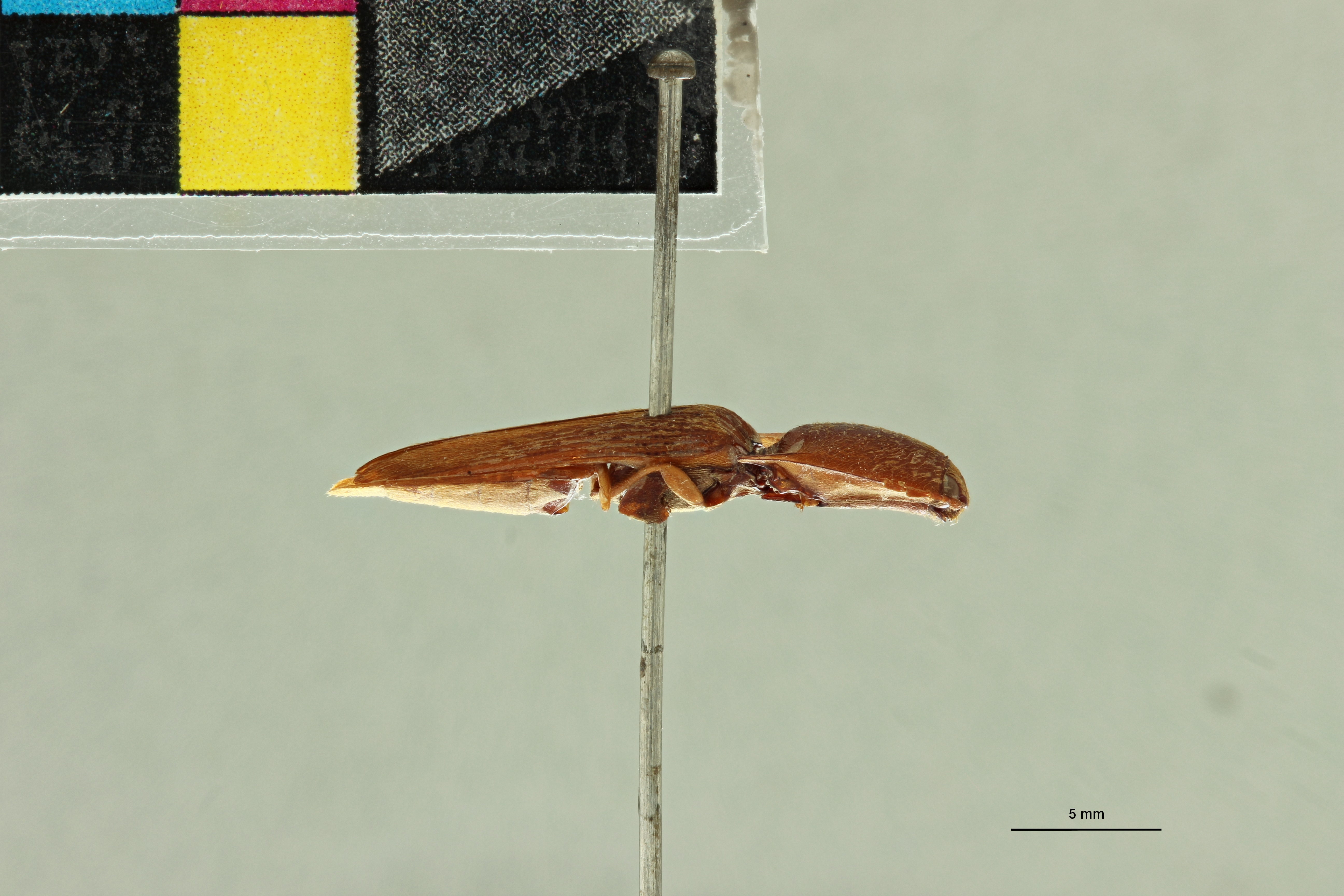 Conoderus fulvus T L.jpg