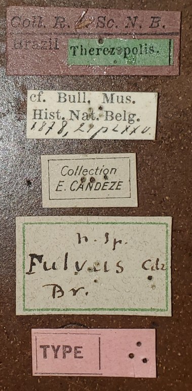 Conoderus fulvus T Labels.jpg