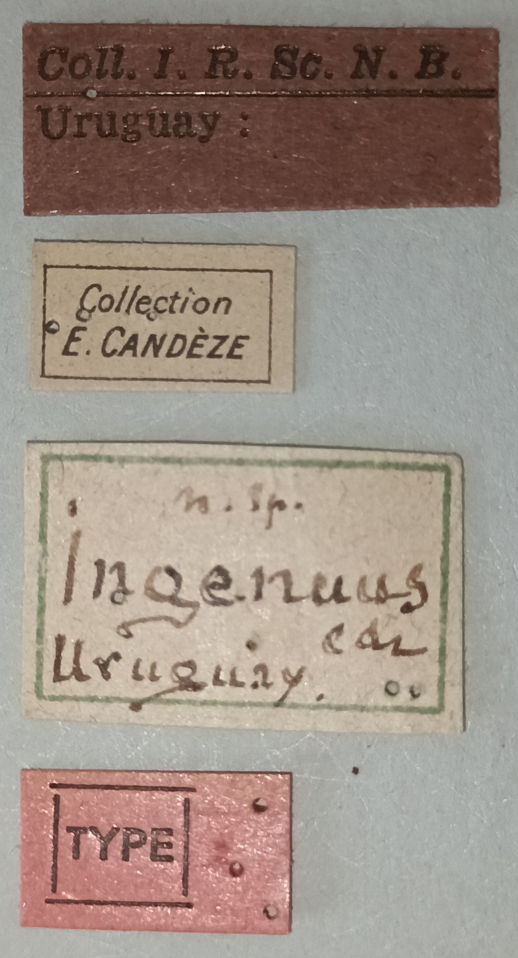 Conoderus ingenuus T Labels.jpg