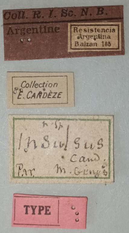 Conoderus insulsus T Labels.jpg