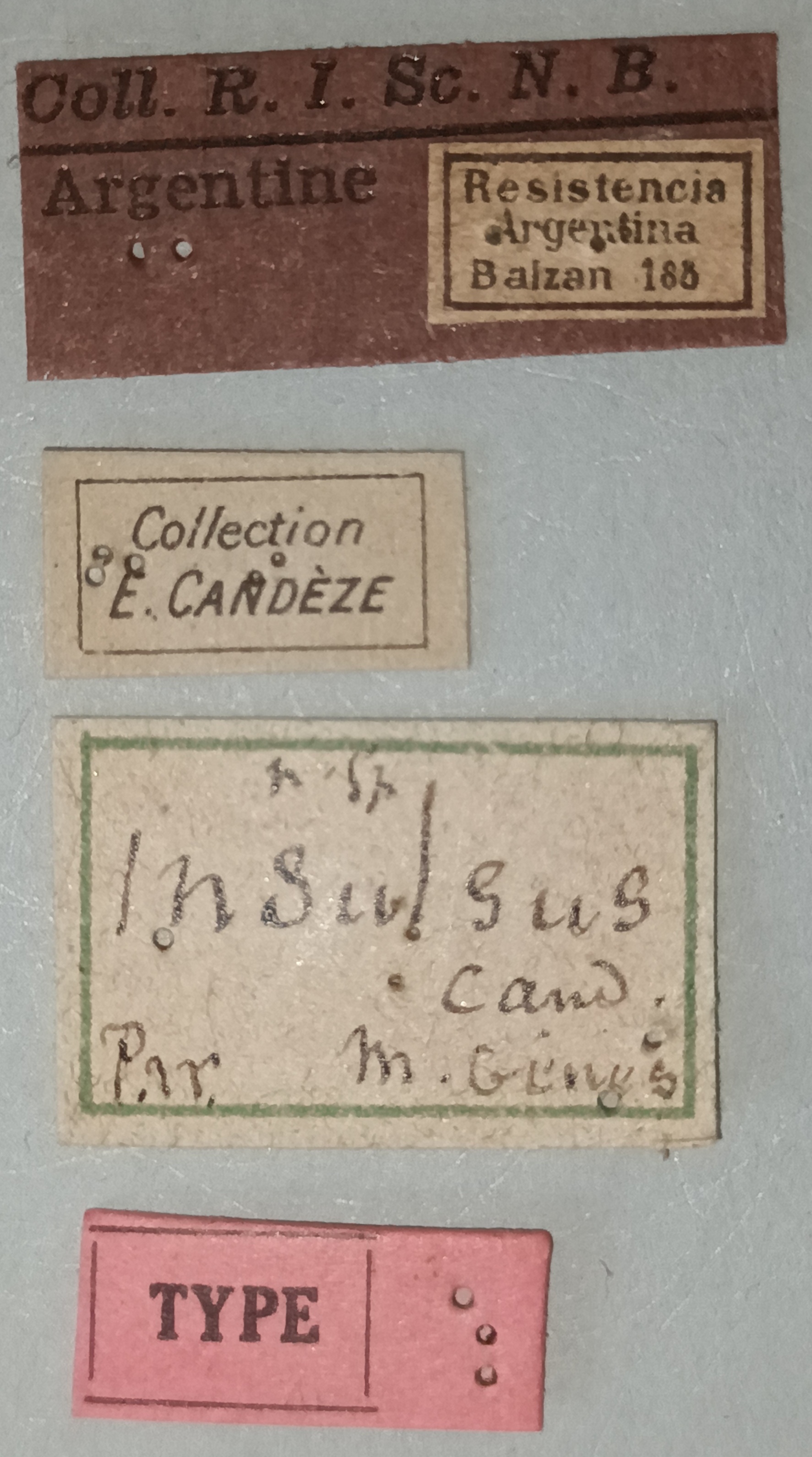 Conoderus insulsus T Labels.jpg