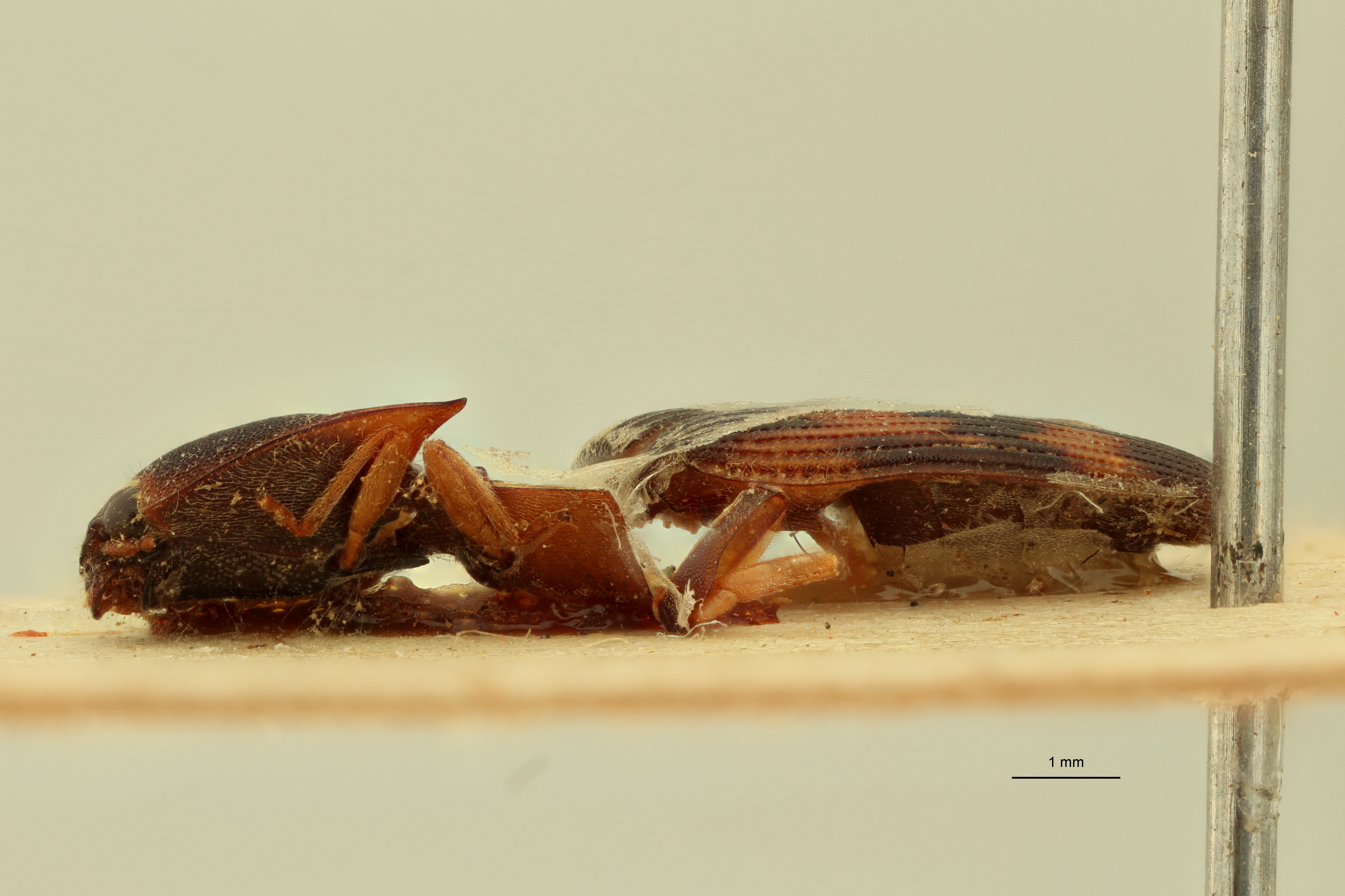 Conoderus laceratus St L.jpg