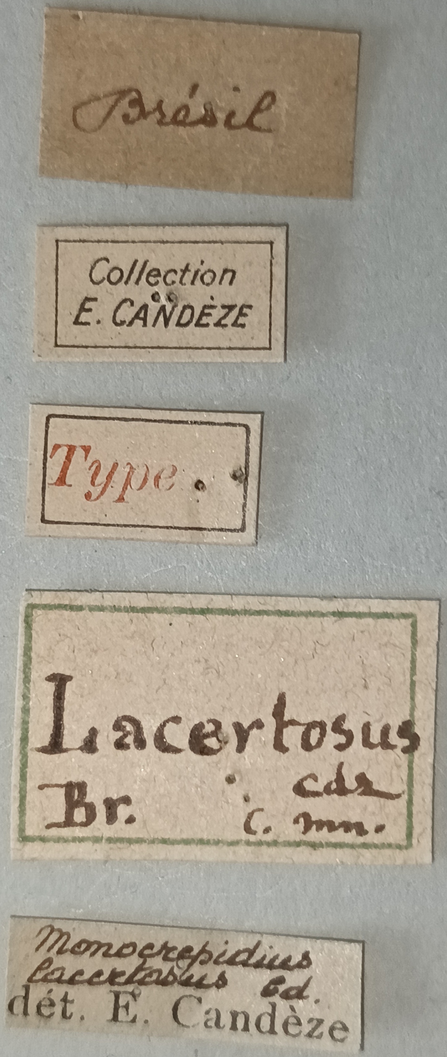 Conoderus lacertosus T Labels.jpg