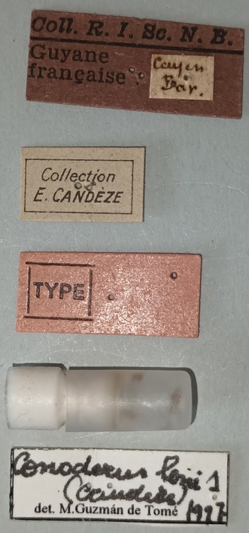 Conoderus lenis T Labels.jpg