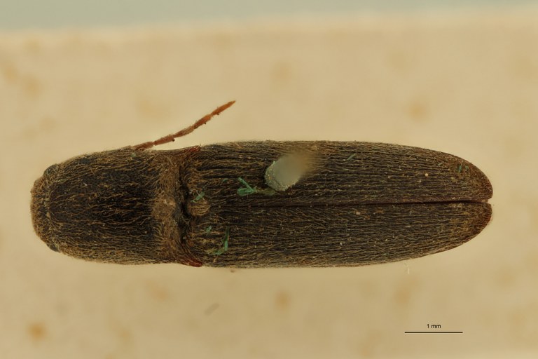 Conoderus macer T D.jpg