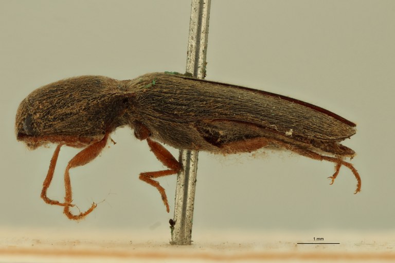 Conoderus macer T L.jpg