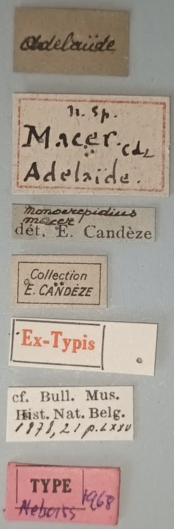 Conoderus macer T Labels.jpg