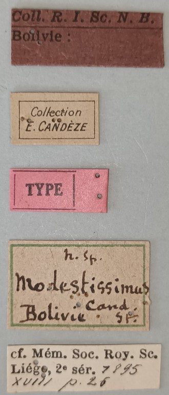 Conoderus modestissimus T Labels.jpg