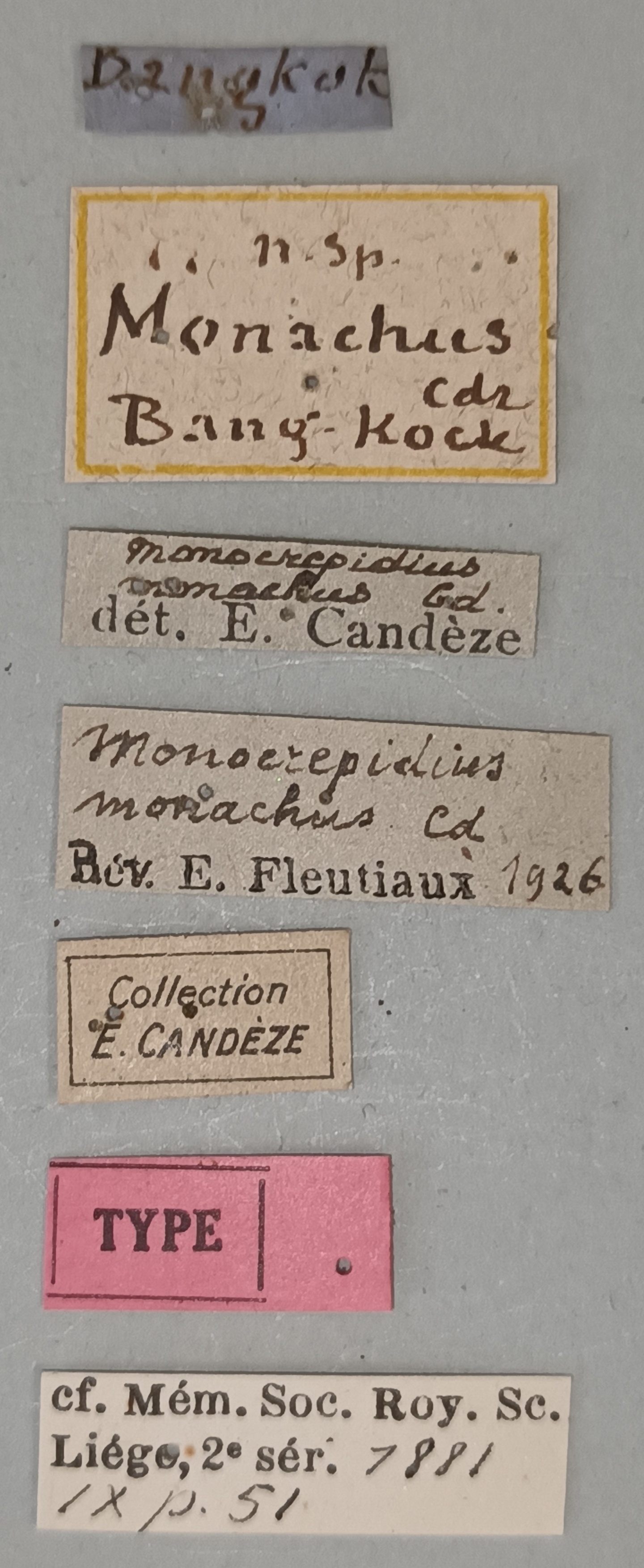 Conoderus monachus T Labels.jpg