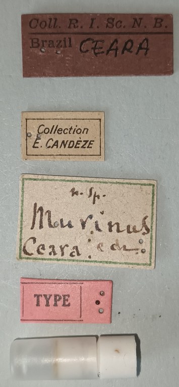 Conoderus murinus T Labels.jpg