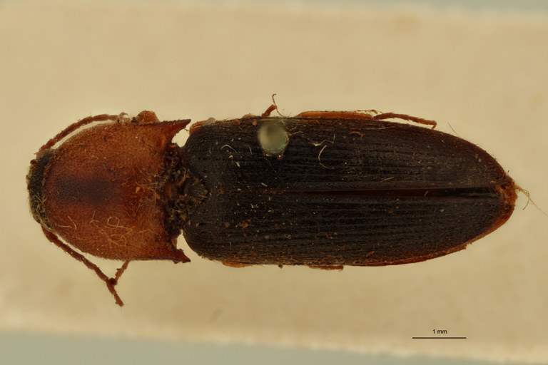 Conoderus nigripennis Plt D.jpg