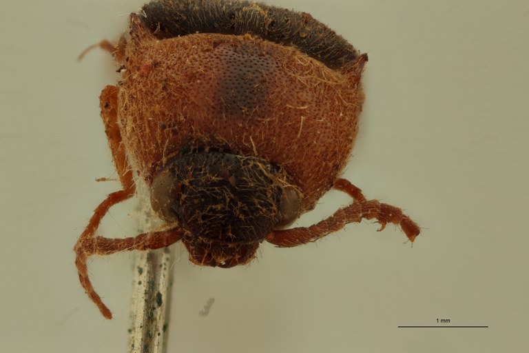 Conoderus nigripennis Plt F.jpg