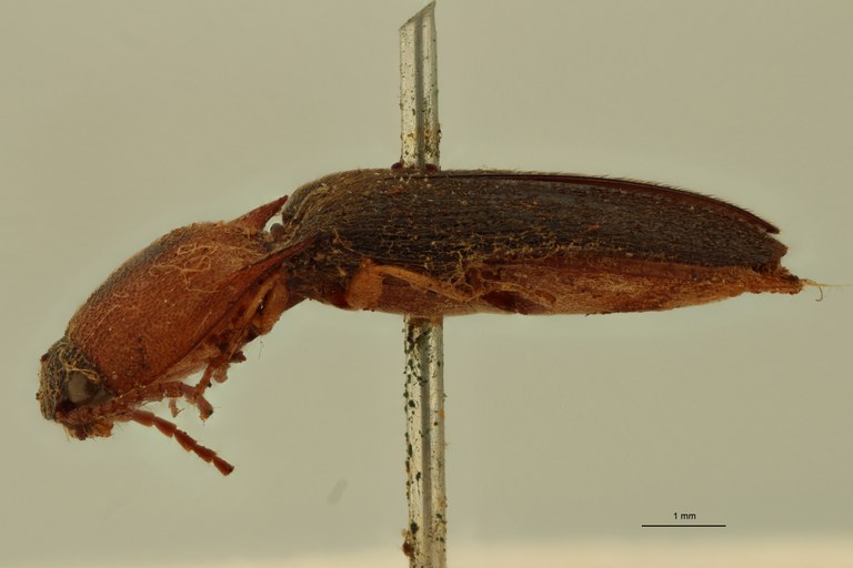 Conoderus nigripennis Plt L.jpg
