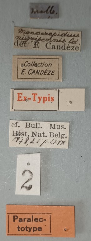Conoderus nigripennis Plt Labels.jpg