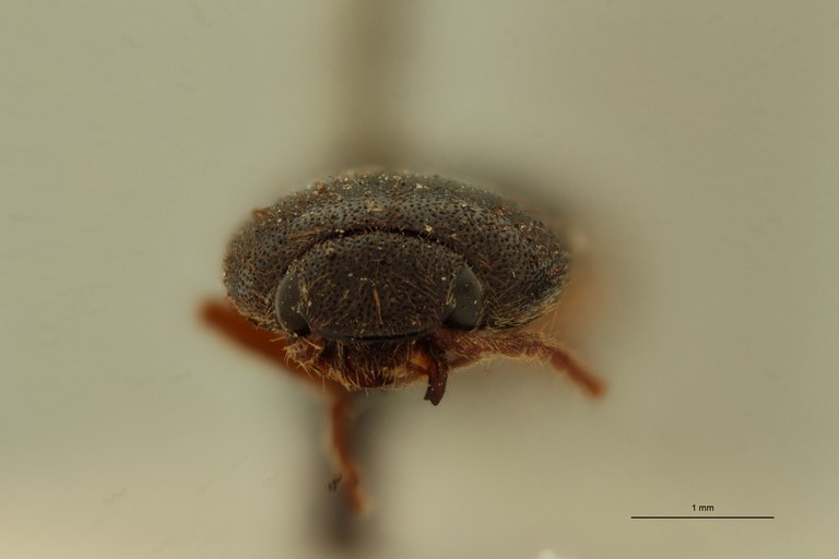 Conoderus nitidulus Lt F.jpg