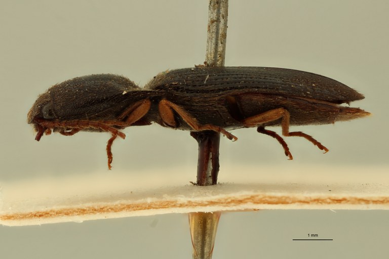 Conoderus nitidulus Lt L.jpg