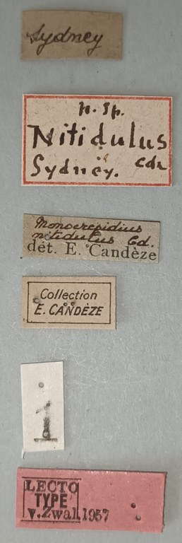 Conoderus nitidulus Lt Labels.jpg